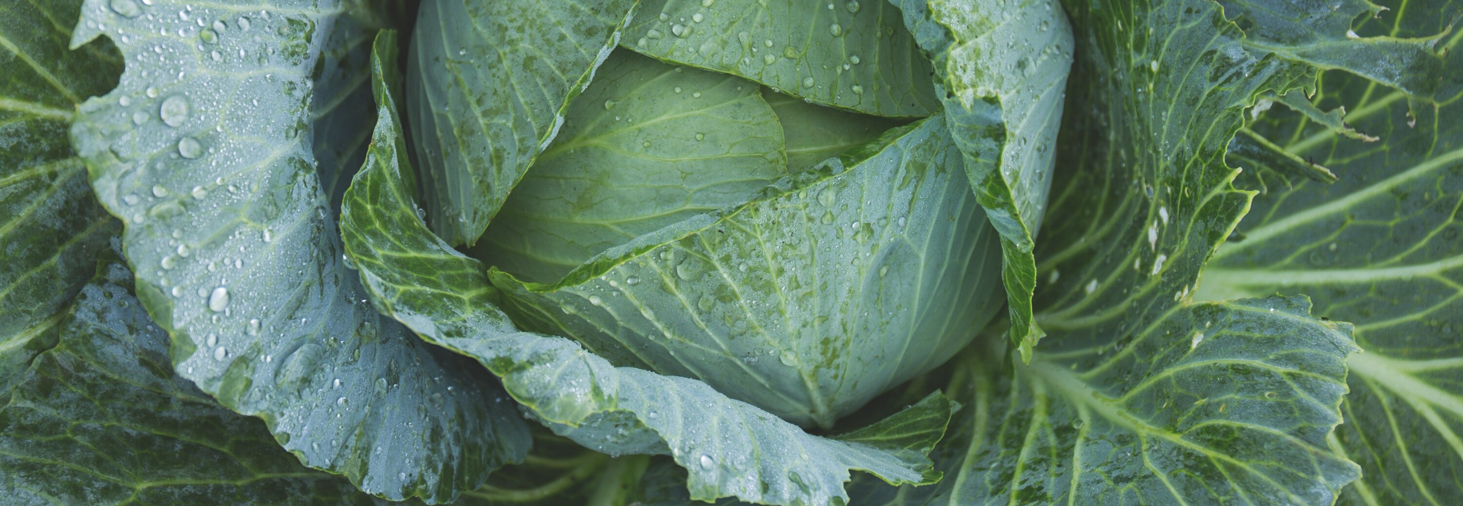 K-vitamiinit