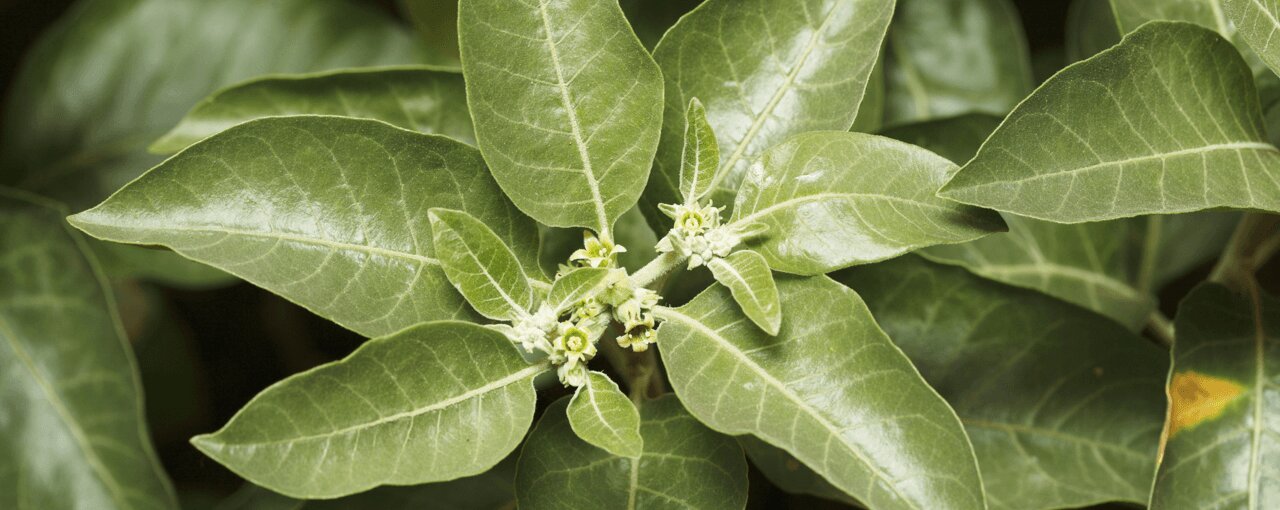 Ashwagandha, adaptogeenit