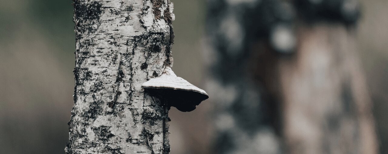 Entsyymivalmisteet ja suolahapot