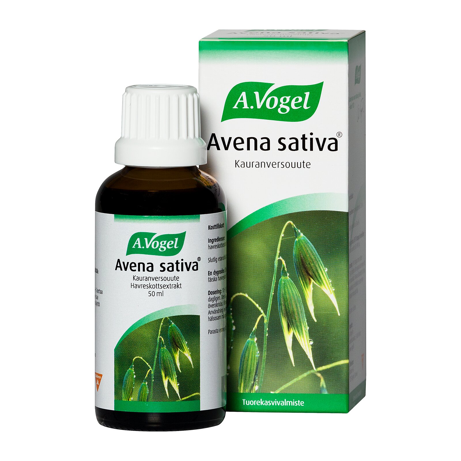 Avena sativa Kauranversouute