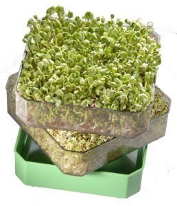 Germline Idätysastia, pinottava